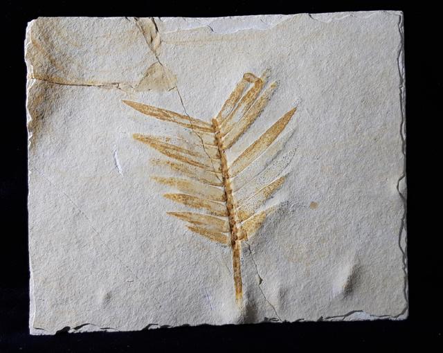 Zamites feneonis BRONGNIART - Bild © FossNet FossilienStore